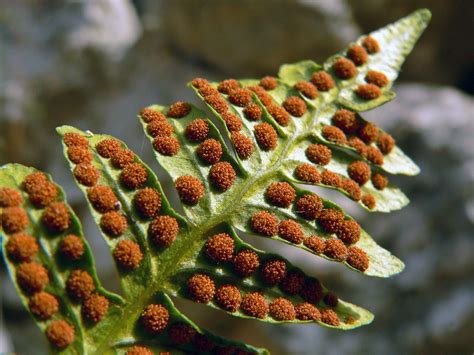 CRAZY FACTS: Does a fern have a heart? - Sierra Club BC