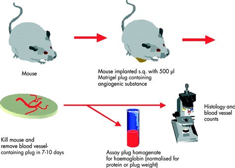 Matrigel Plug Angiogenesis Assay | Creative Bioarray