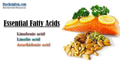 Essential Fatty Acids Definition and Notes in Biology