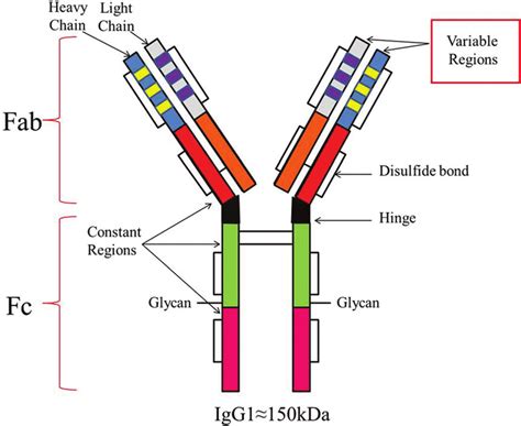 General structure of IgG1. | Download Scientific Diagram