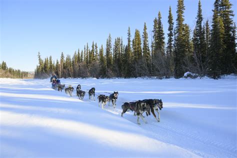 What Kind Of Dogs Are Used For Mushing