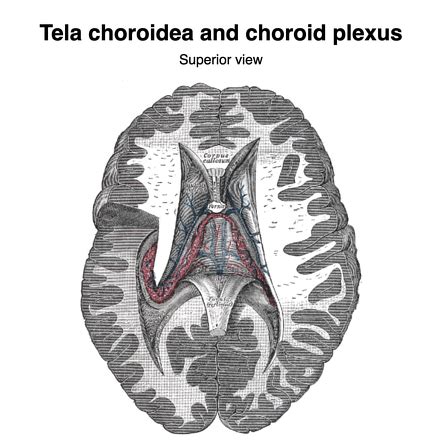 Choroid Plexus Anatomy