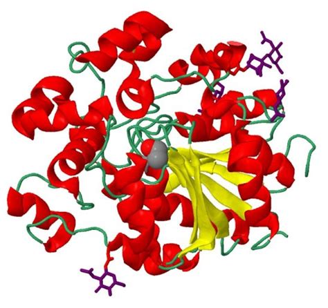 What is the Difference Between Amylase and Lipase - Pediaa.Com