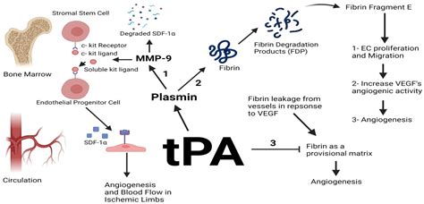 IJMS | Free Full-Text | The Plasminogen–Activator Plasmin System in ...