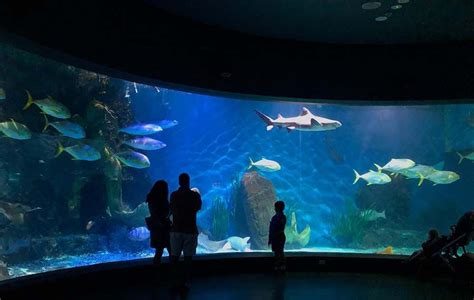 Best Aquariums in the World | Big aquarium, Dallas world aquarium, Aquarium