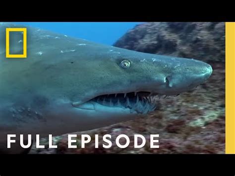 The 10 Best Documentaries About Sharks - Documentarytube.com