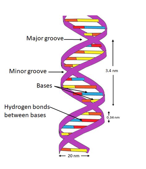 [DIAGRAM] Dna Helix Diagram - MYDIAGRAM.ONLINE