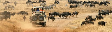 Kenya Wildlife Safari | EF Go Ahead Tours