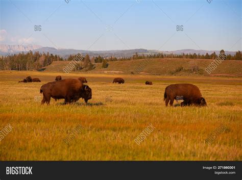 Herd Bison Yellowstone Image & Photo (Free Trial) | Bigstock