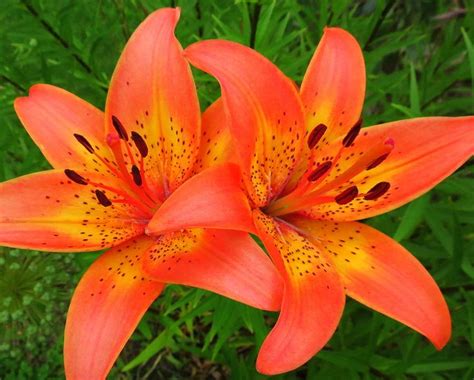 Tiger Lilies | Tiger lily flowers, Tiger lily, Lily flower