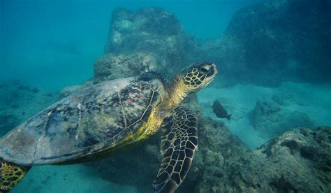 Snorkelling in Hanauma Bay In Hawaii - Best Place For Snorkelling in Hawaii