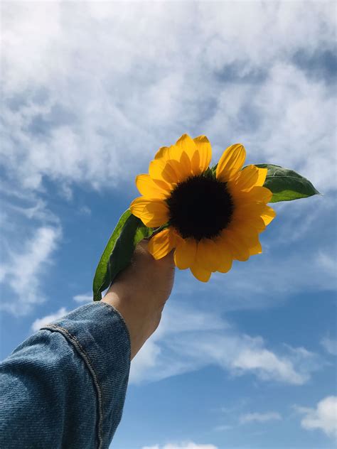 Sunflower aesthetic | Sunflower wallpaper, Sky photography, Tumblr ...