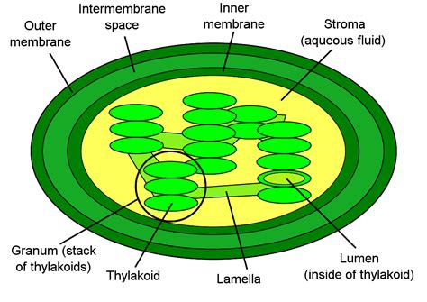 Chloroplast