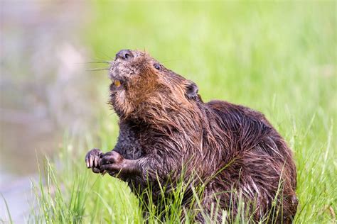 40 Beaver Facts To Prove They're A Blessing To Nature - Facts.net