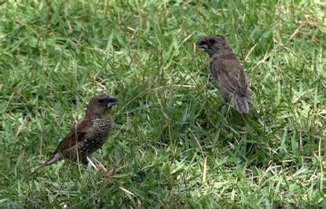 Scaly-breasted Munia feeds on Zoysia matrella seeds - Bird Ecology ...