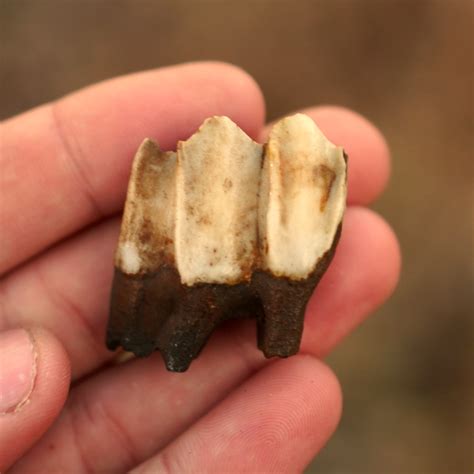 Camel Tooth | Hemiauchenia | Pleistocene of Florida - PaleoCris