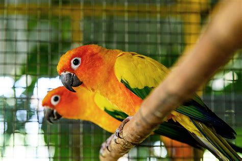 5 Interesting Facts About Sun Conures