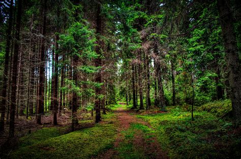 nature, Landscape, Trees, Forest, Wood, Branch, Leaves, Path, Grass ...