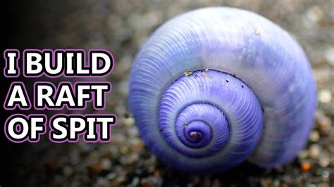 Purple Sea Snail facts: the "bubble raft" snail | Animal Fact Files ...