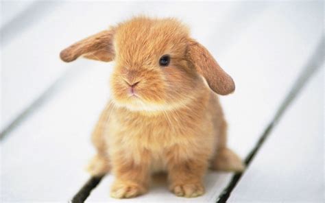 Cute animals - Random Wallpaper (4804762) - Fanpop