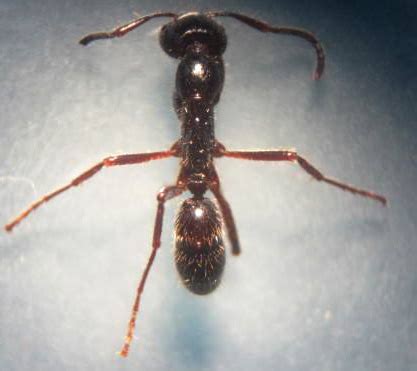 Can anyone identify this ant species? | ResearchGate