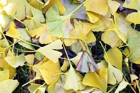 Ginkgo leaves - Stock Image - B500/0425 - Science Photo Library