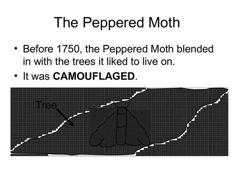 Evolution -the peppered moth presentation teacher version