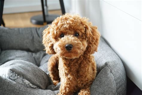 Toy Poodle: A Puppy You'll Forever Love - Petland Florida