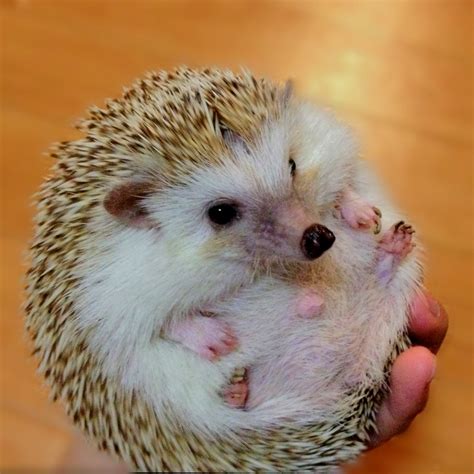 hedgehog ball! | Igel