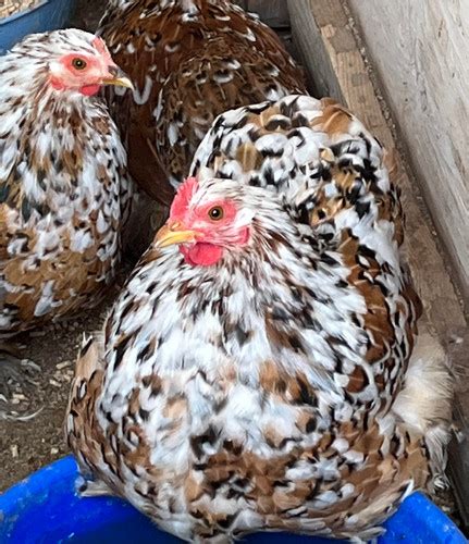 Mille Fleur/Calico Bantam Cochin Hatching Eggs | Spring Hollow Acres