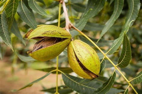 Pecan Tree: Care and Growing Guide