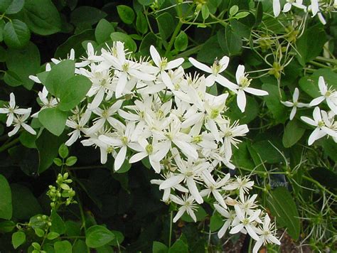 Clematis mandshurica | Brushwood Nursery, Clematis Specialists