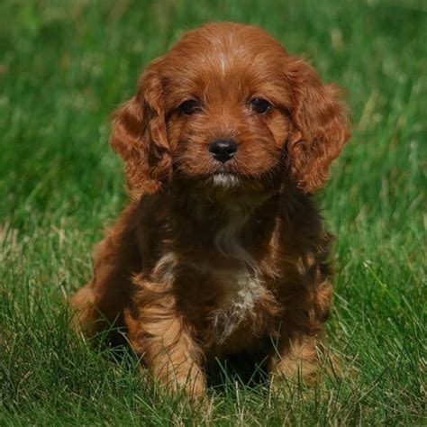 Female F1 Cavapoo Puppy for Sale | ID 6134-AB