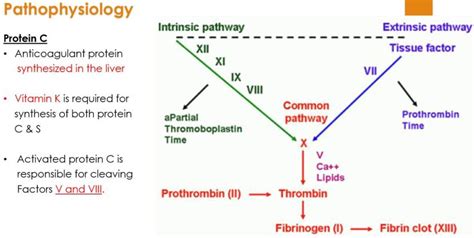 Protein C Deficiency and Warfarin Induced Skin Necrosis – 11/01/2017 ...