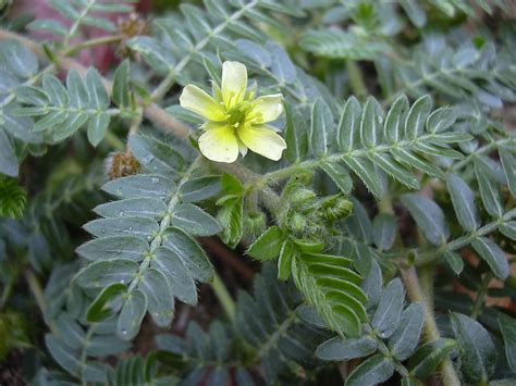 Tribulus Terrestris Benefits and Side Effects | Male Enhancement ...