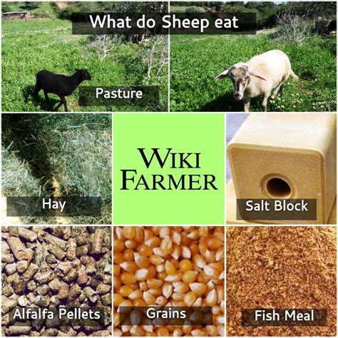 How to feed Sheep - Wikifarmer