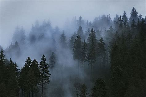 Dark Pine Forest Wallpaper