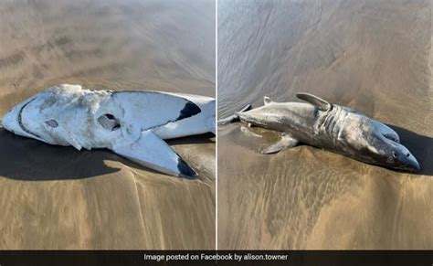 Great White Shark With Liver Ripped Off By Orca Killer Whale Washes Up ...