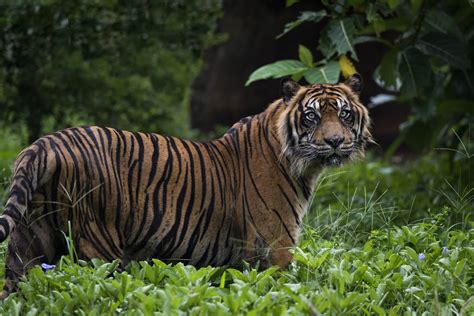 Sumatran Tiger Habitat