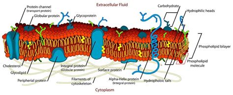 Cell Membrane - Definition, Function and Structure | Biology Dictionary