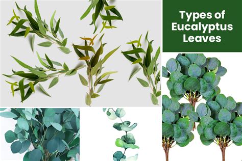 Different Types of Eucalyptus Leaves - EmbraceGardening