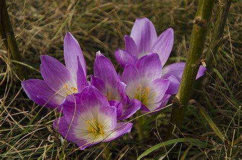 How to Grow: Colchicum- grow colchicum bulbs- gardening with colchicum