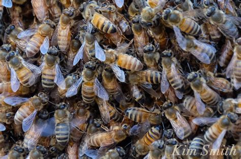 Honey Bee Swarm copyright Kim Smith – Good Morning Gloucester