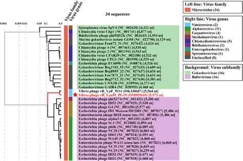 Proteomic tree of 32 classified Bullavirinae and Gokushovirinae ...