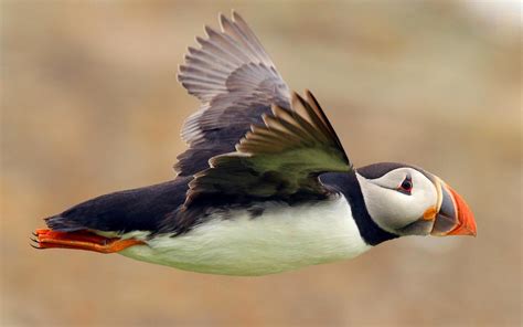 Flying Puffin - Image Abyss