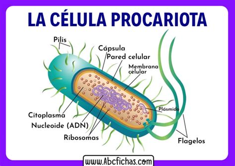 Partes de la celula procariota - ABC Fichas