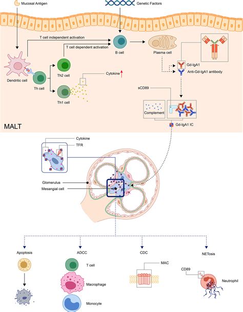 Frontiers | Pathogenesis of IgA Vasculitis: An Up-To-Date Review