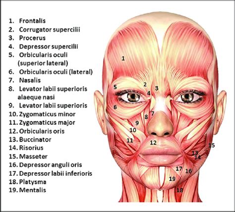 Major Face and Neck Muscles – Forging Faces