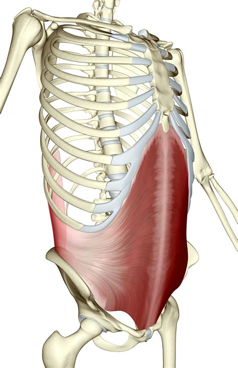 Transverse Abdominus, a Core Strength Abdominal Muscle