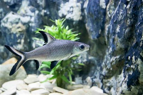 Best Sharks for Fish Tanks: Top 12 Species for Your Aquarium